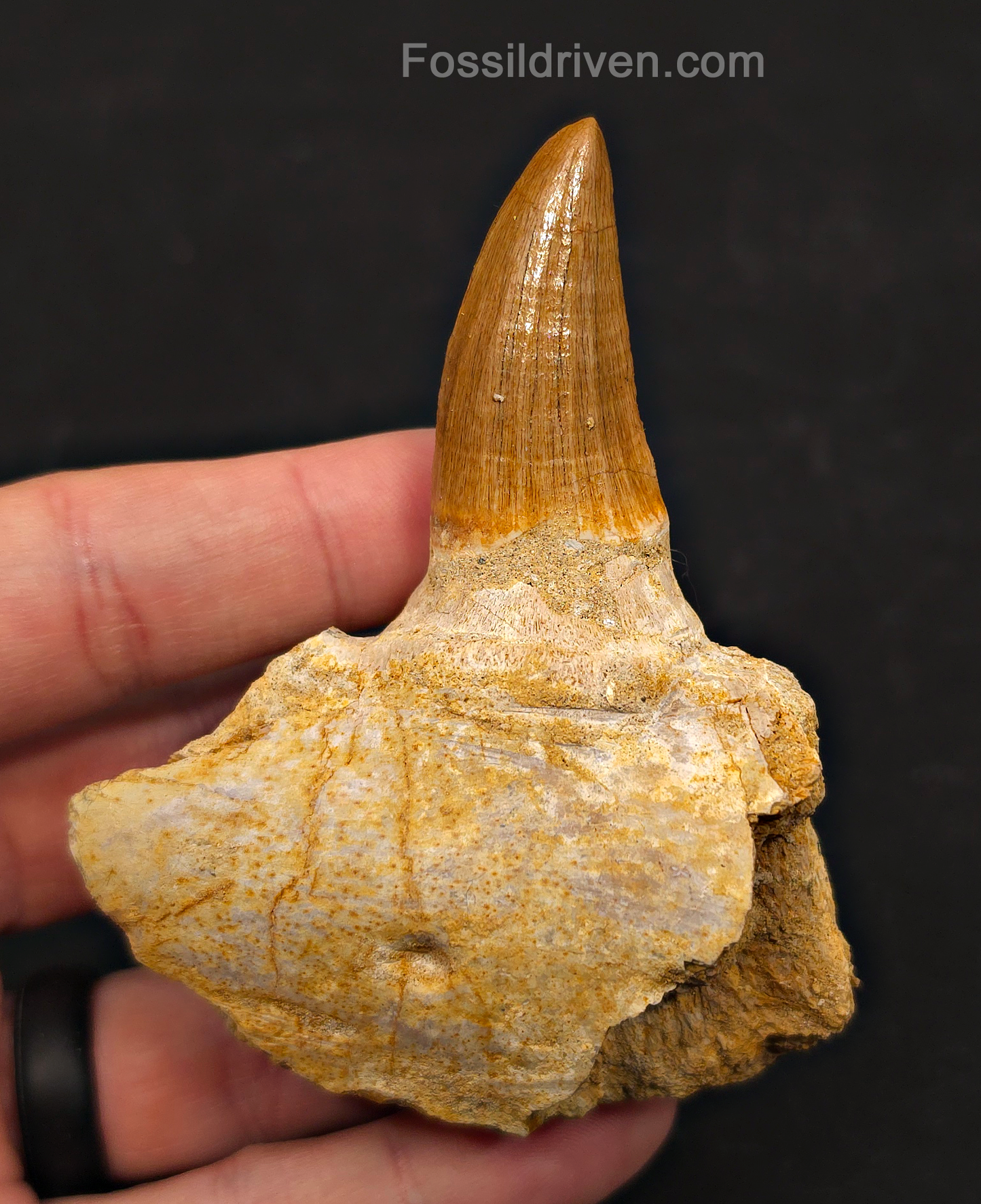 Rooted in Jaw Bone 3.48" Fossil Mosasaur Tooth - Morocco