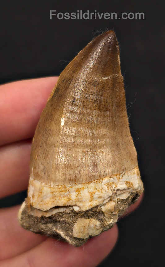 2.48" Fossil Mosasaur Tooth - Morocco