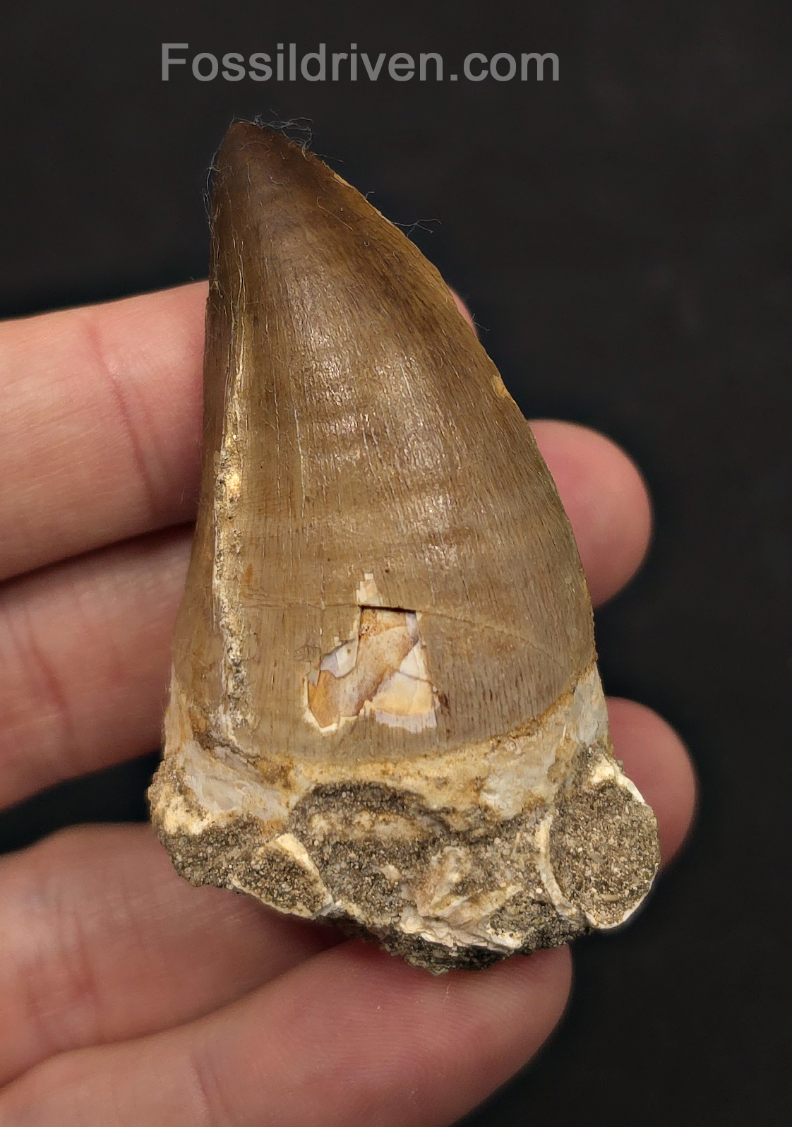 2.48" Fossil Mosasaur Tooth - Morocco