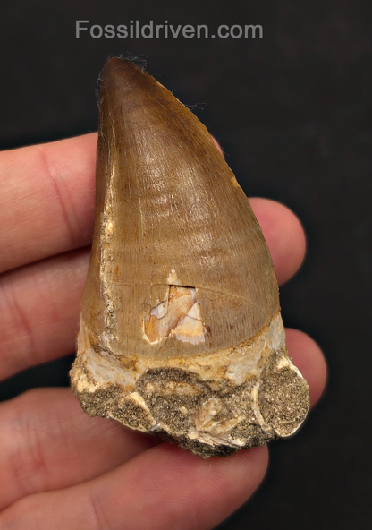 2.48" Fossil Mosasaur Tooth - Morocco