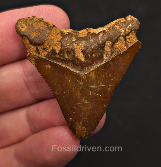 Authentic, 1.79" Megalodon Tooth - Indonesia