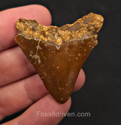 Authentic, 1.79" Megalodon Tooth - Indonesia