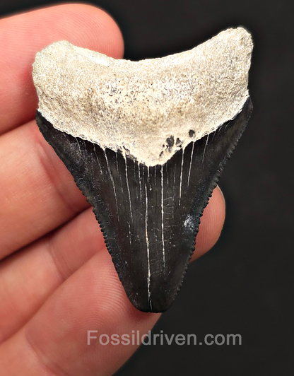 Classic, 1.88" Megalodon Tooth - Bone Valley, Florida