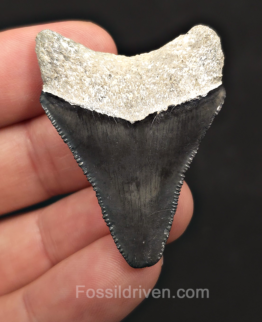 Classic, 1.88" Megalodon Tooth - Bone Valley, Florida