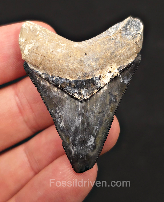 Beautiful, 2.02" Megalodon Tooth - Bone Valley, Florida