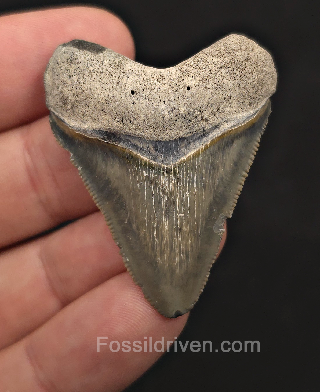 Authentic, 1.84" Megalodon Tooth - Bone Valley, Florida