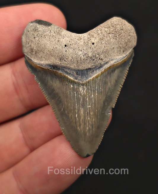 Authentic, 1.84" Megalodon Tooth - Bone Valley, Florida