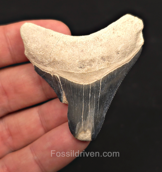 Classic, 2.25" Megalodon Tooth - Bone Valley, Florida
