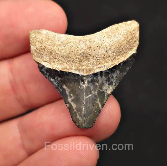 Posterior, 1.38" Megalodon Tooth - Bone Valley, Florida
