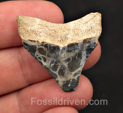 Posterior, 1.38" Megalodon Tooth - Bone Valley, Florida