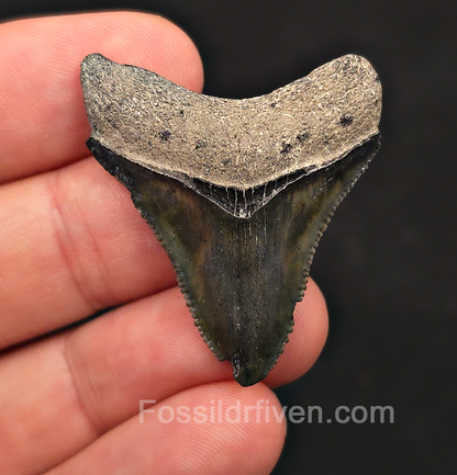Authentic, 1.61" Megalodon Tooth - Bone Valley, Florida