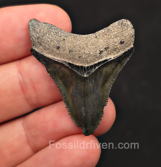 Authentic, 1.61" Megalodon Tooth - Bone Valley, Florida