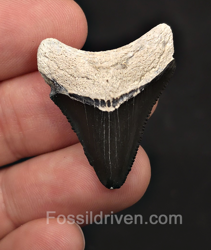 Classic, 1.35" Megalodon Tooth - Bone Valley, Florida