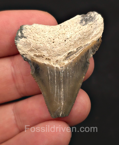 Bargain, 1.72" Megalodon Tooth - Bone Valley, Florida
