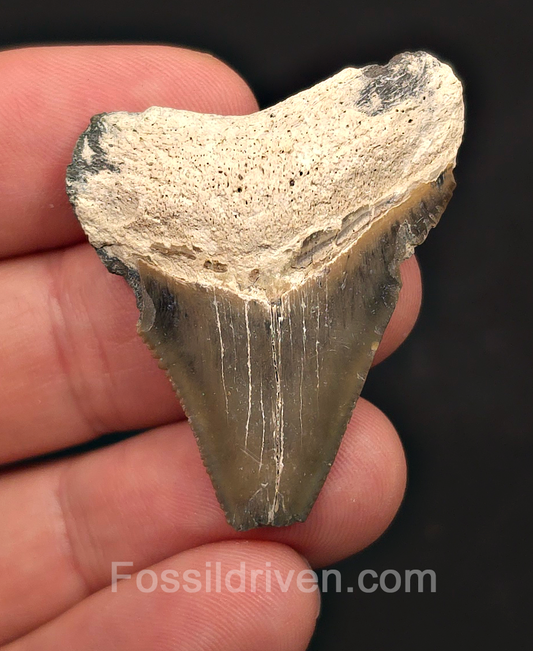 Bargain, 1.72" Megalodon Tooth - Bone Valley, Florida