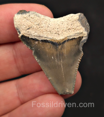 Bargain, 1.72" Megalodon Tooth - Bone Valley, Florida