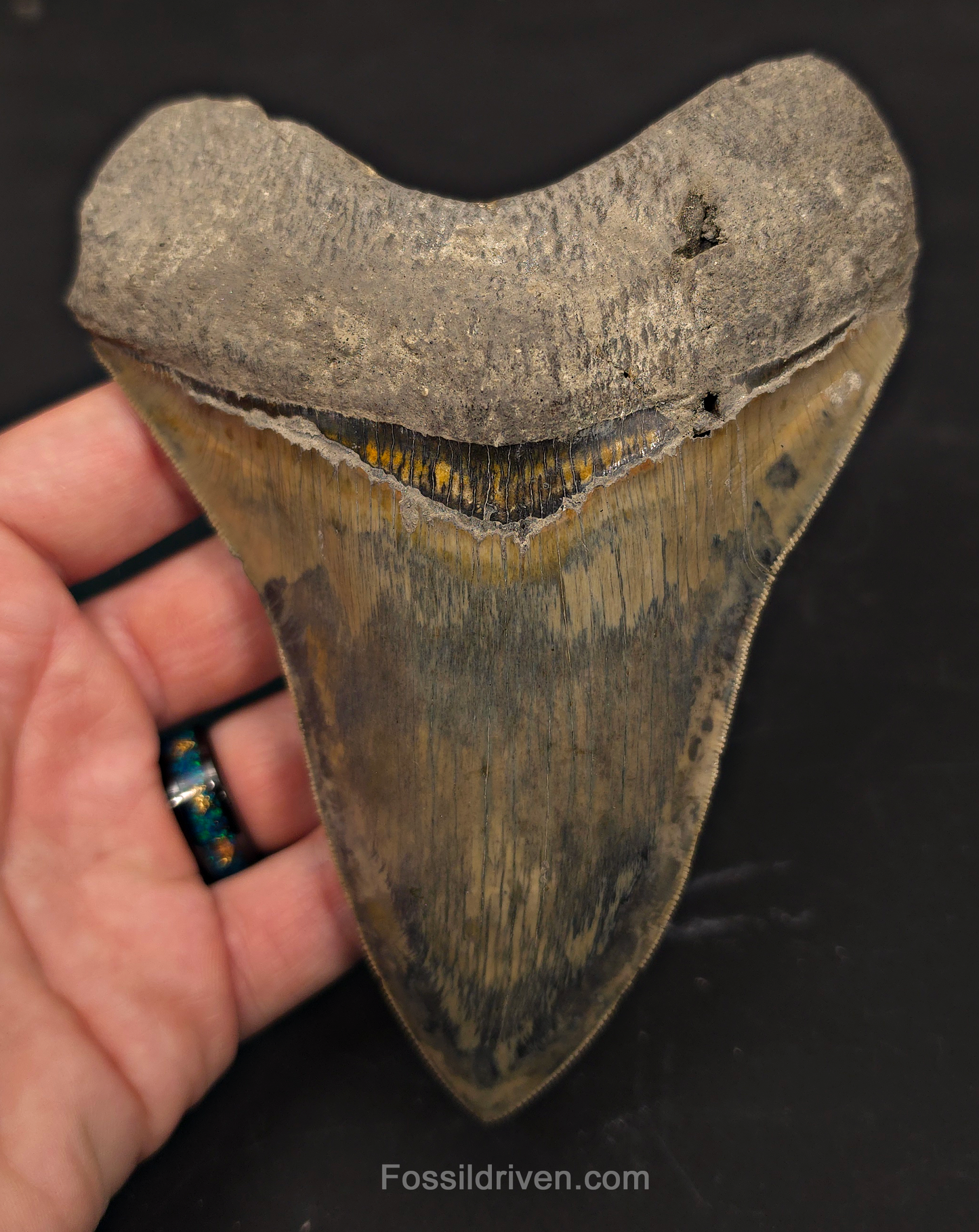 Repaired, 5.66" Megalodon Tooth - Java, Indonesia