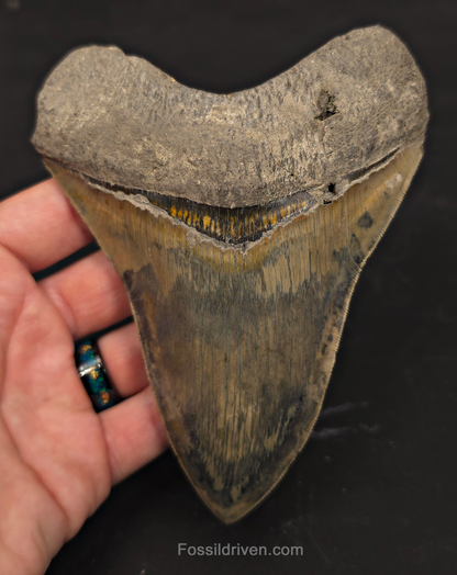 Repaired, 5.66" Megalodon Tooth - Java, Indonesia