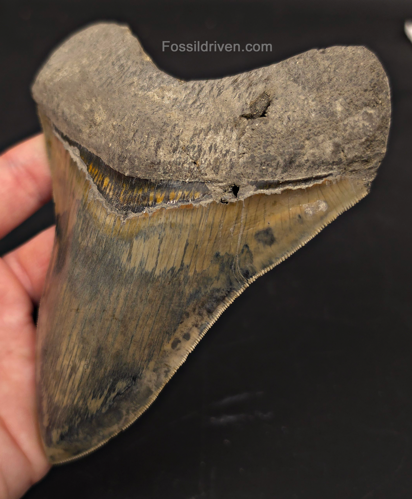 Repaired, 5.66" Megalodon Tooth - Java, Indonesia