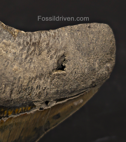 Repaired, 5.66" Megalodon Tooth - Java, Indonesia