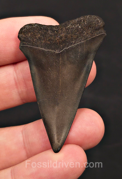 2.09" Fossil Hastalis Mako Shark Tooth - South East, Georgia