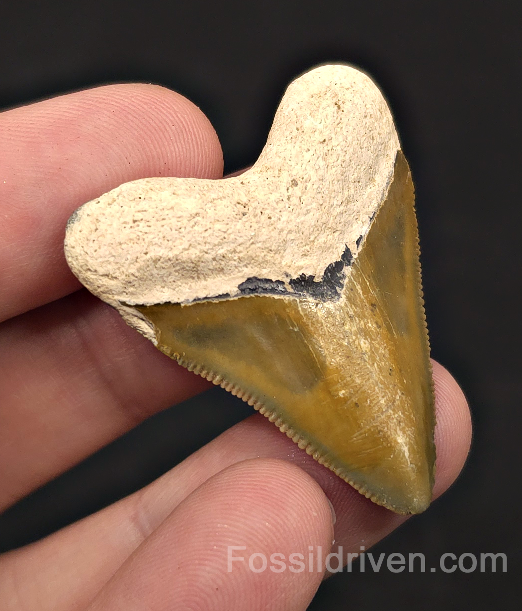 Rare Colored Hubbell, 1.72" Megalodon Tooth - Bone Valley, Florida