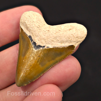 Rare Colored Hubbell, 1.72" Megalodon Tooth - Bone Valley, Florida
