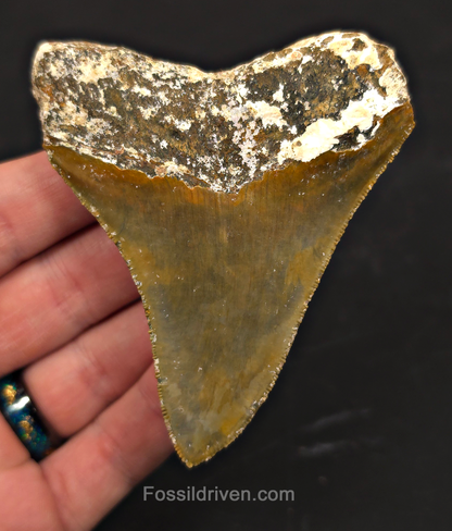 Rare Location, 3.53" Megalodon Tooth - Patnanungan, Quezon, Philippines