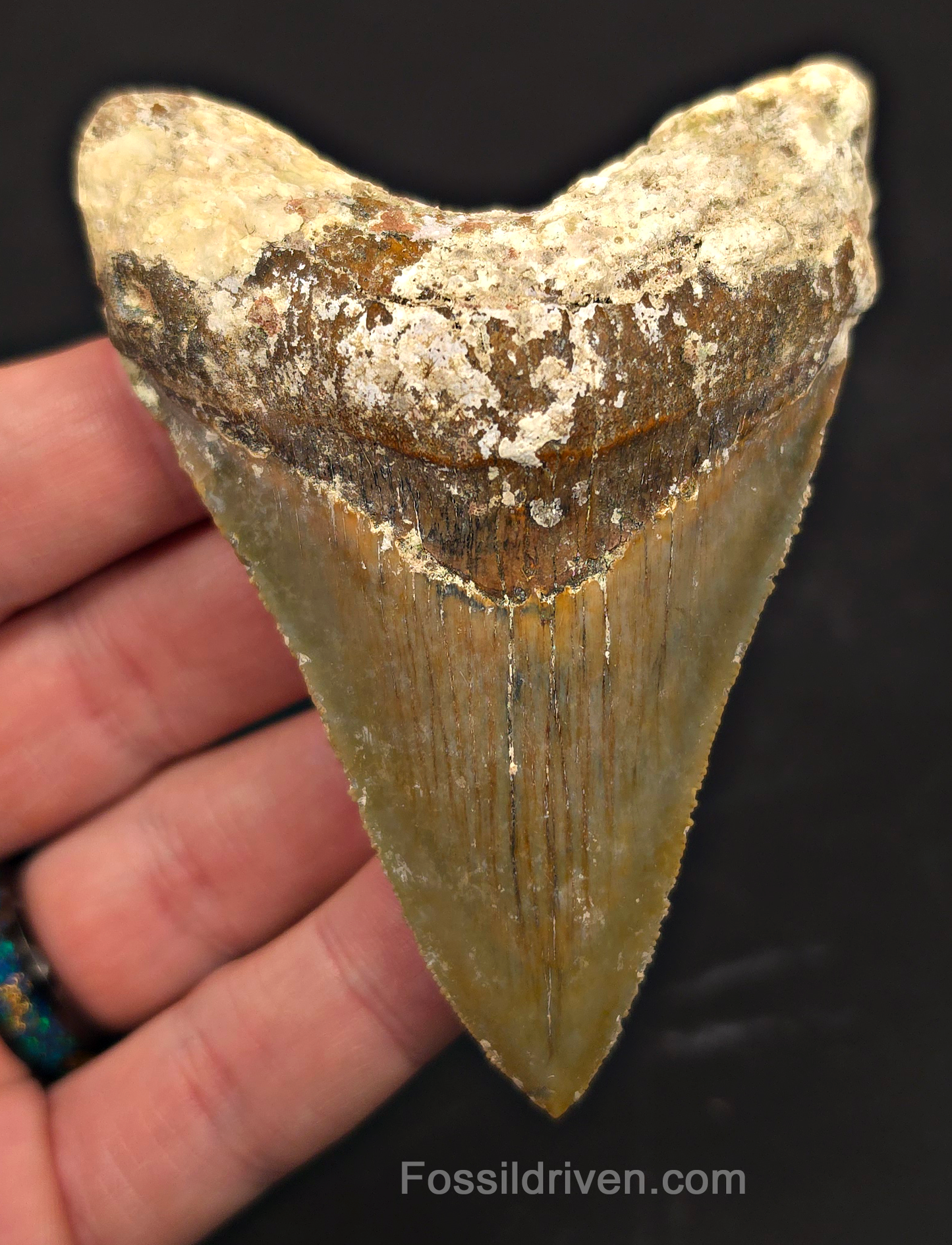 Rare Location, 3.66" Megalodon Tooth - Patnanungan, Quezon, Philippines