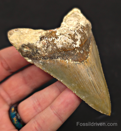 Rare Location, 3.66" Megalodon Tooth - Patnanungan, Quezon, Philippines