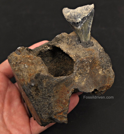 Fossil Megalodon Tooth & Whale Vertebra Display, 3.50"