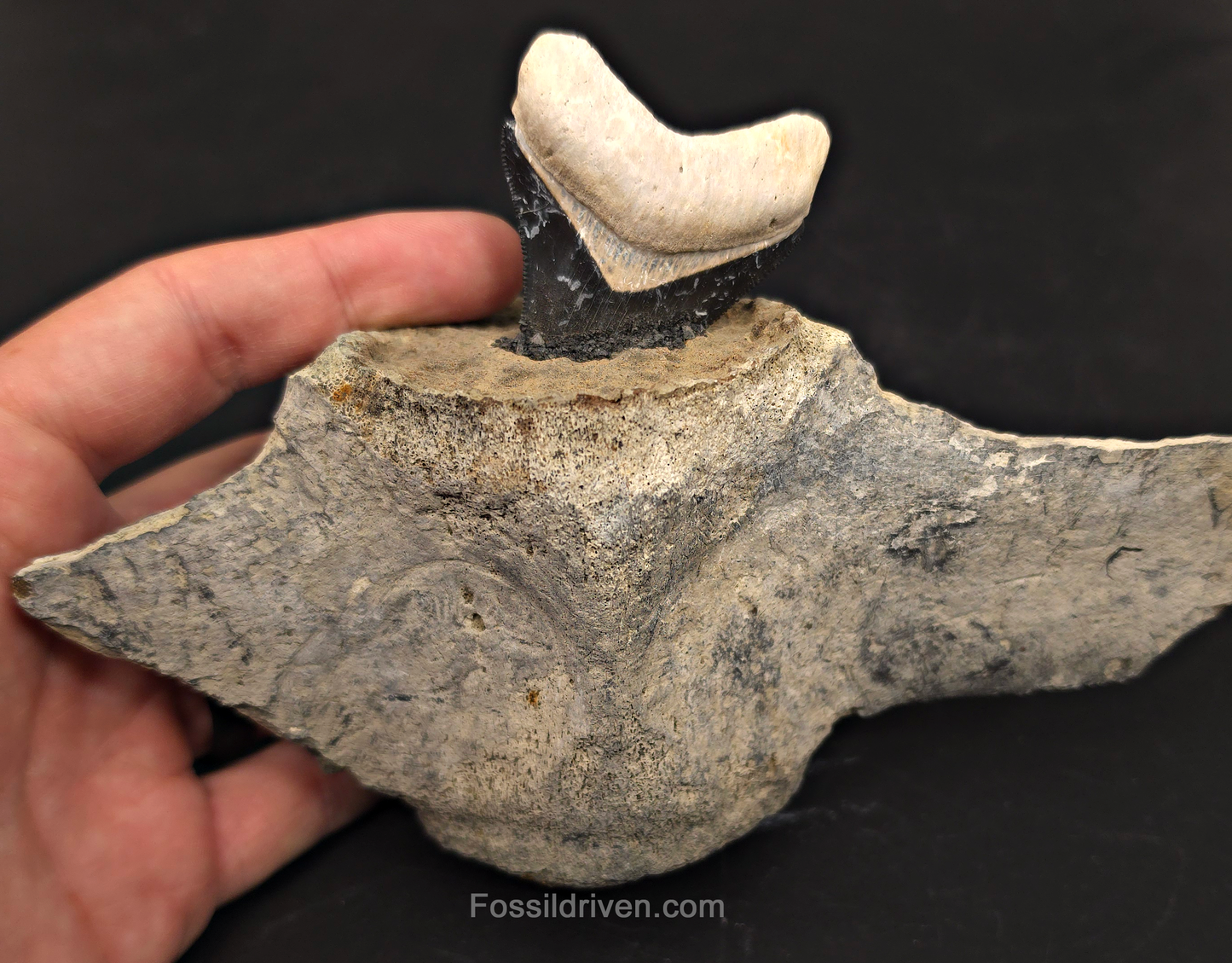 Fossil Megalodon Tooth & Whale Vertebra Display, 4.71"