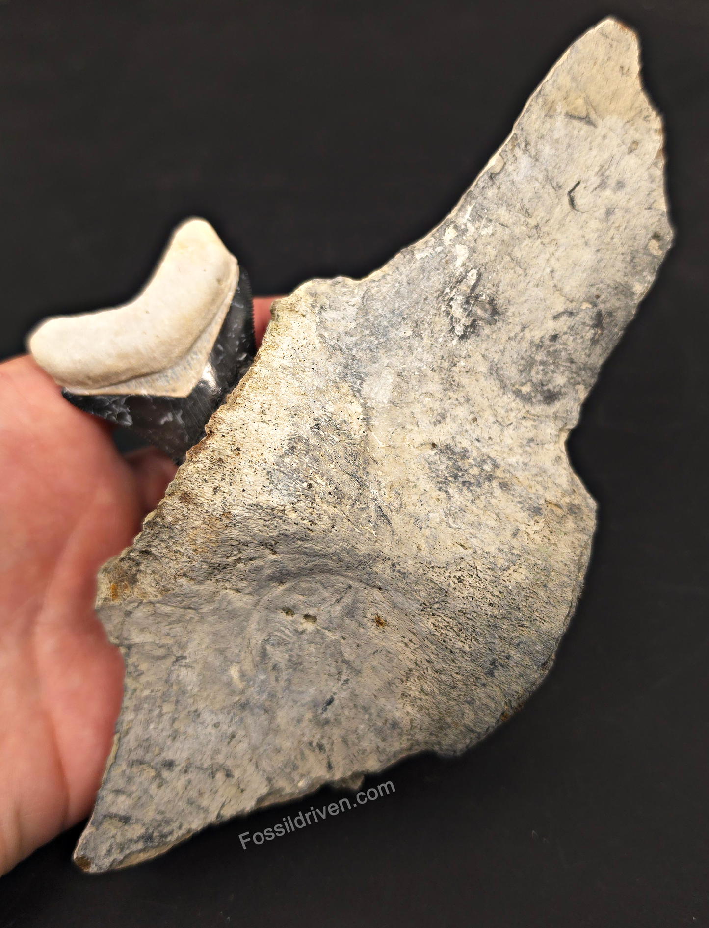 Fossil Megalodon Tooth & Whale Vertebra Display, 4.71"