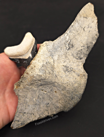 Fossil Megalodon Tooth & Whale Vertebra Display, 4.71"