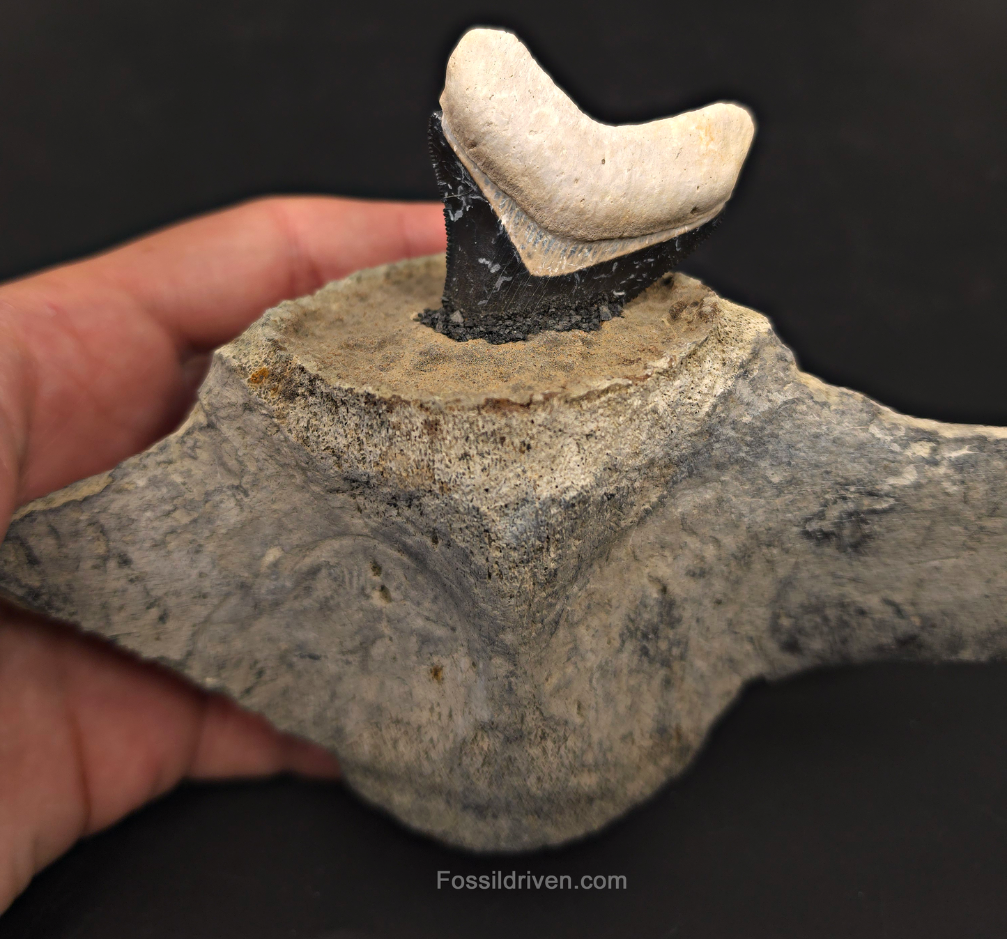 Fossil Megalodon Tooth & Whale Vertebra Display, 4.71"