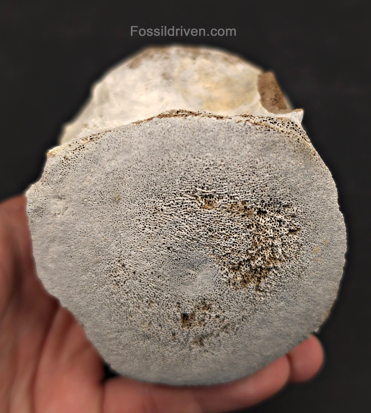 Fossil Megalodon Tooth & Whale Vertebra Display, 4.82"