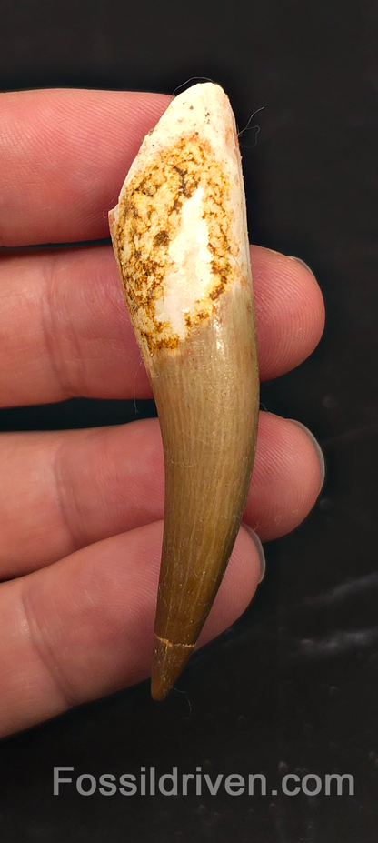 2.60" Fossil Plesiosaur (Zarafasaurus) Tooth - Morocco