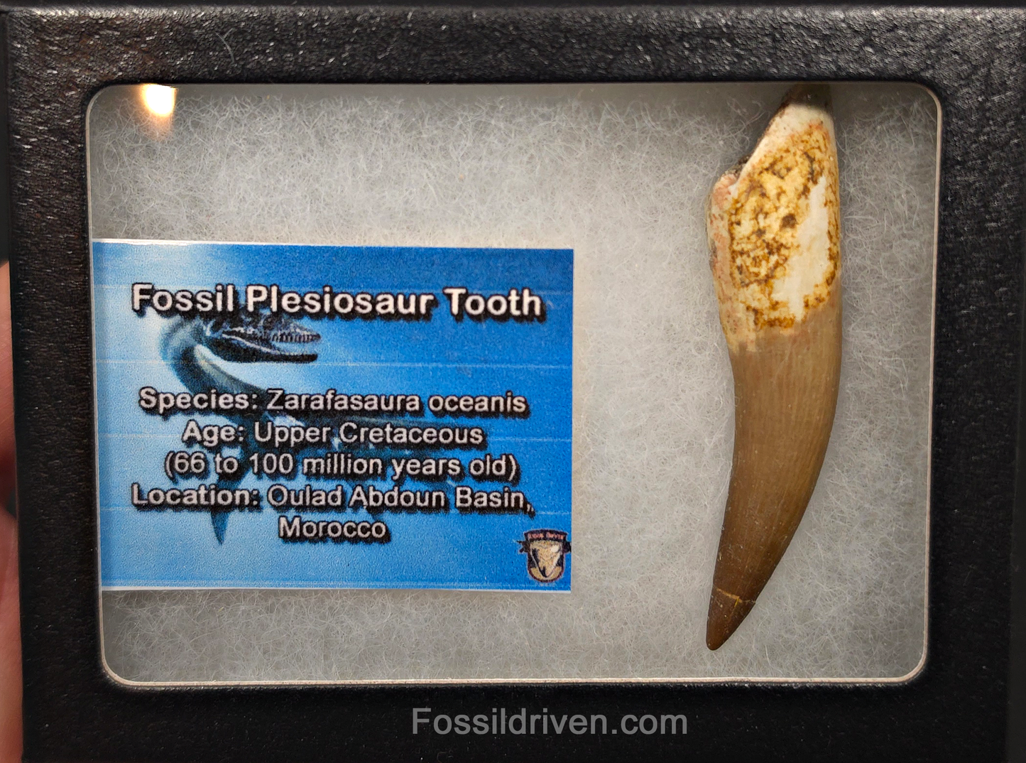 2.60" Fossil Plesiosaur (Zarafasaurus) Tooth - Morocco