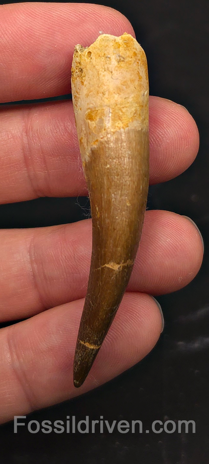 2.45" Fossil Plesiosaur (Zarafasaurus) Tooth - Morocco
