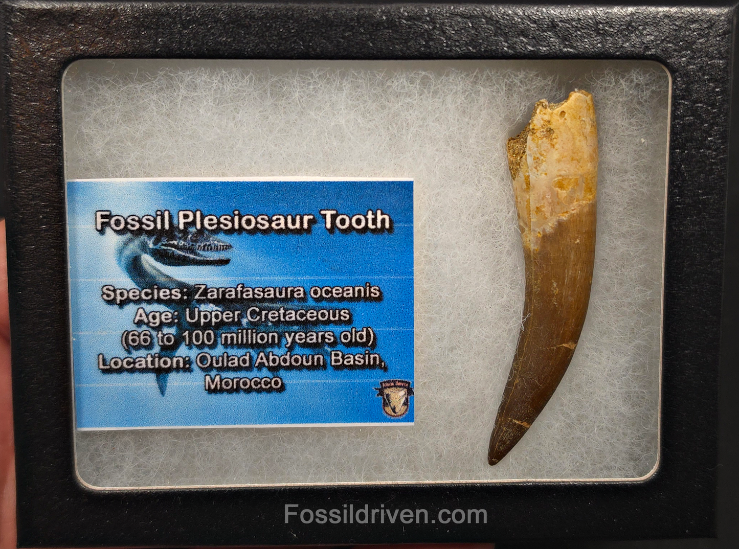 2.45" Fossil Plesiosaur (Zarafasaurus) Tooth - Morocco