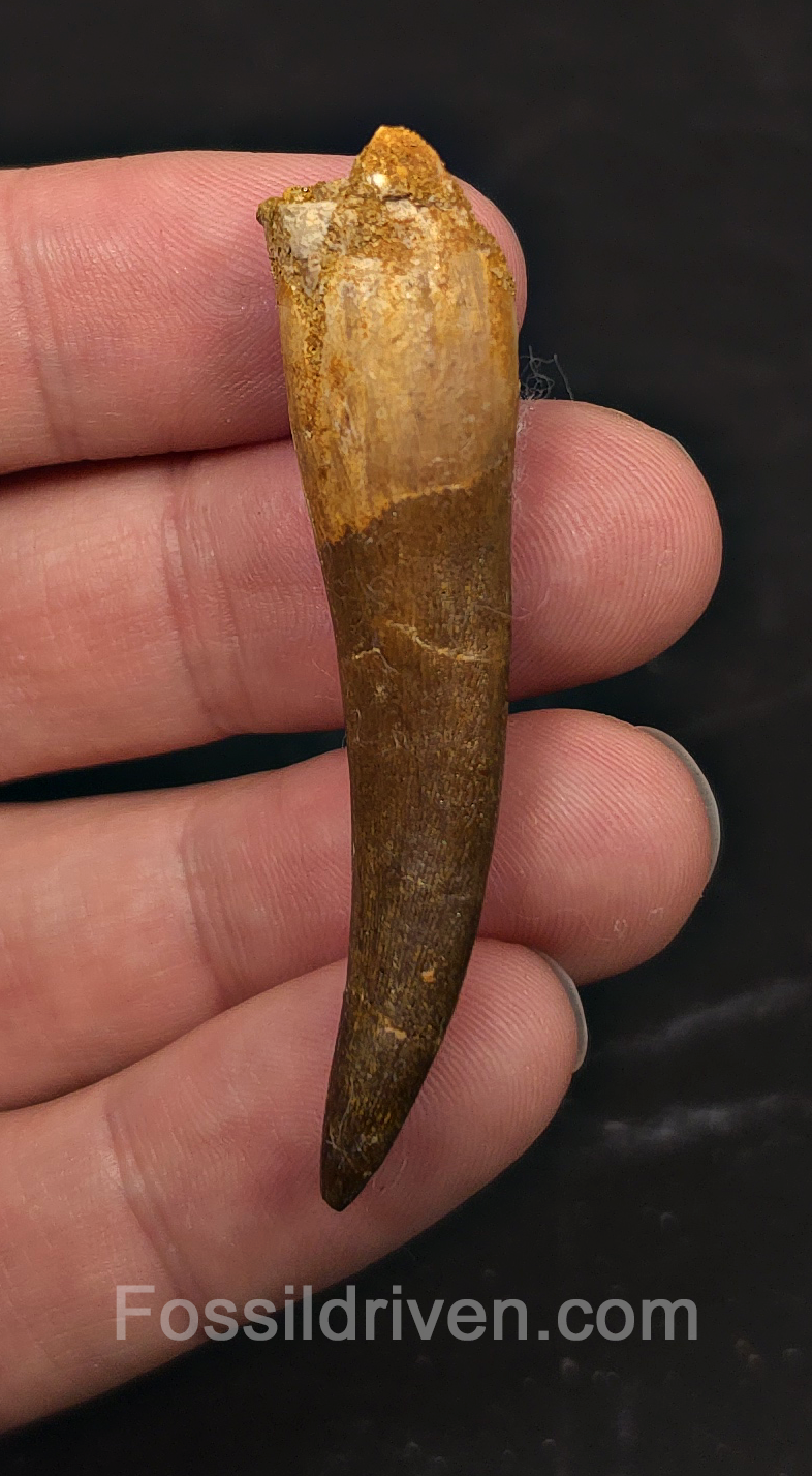 2.30" Fossil Plesiosaur (Zarafasaurus) Tooth - Morocco