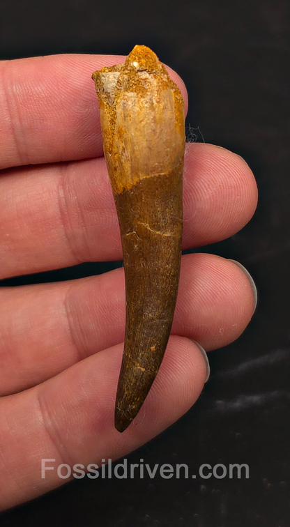 2.30" Fossil Plesiosaur (Zarafasaurus) Tooth - Morocco