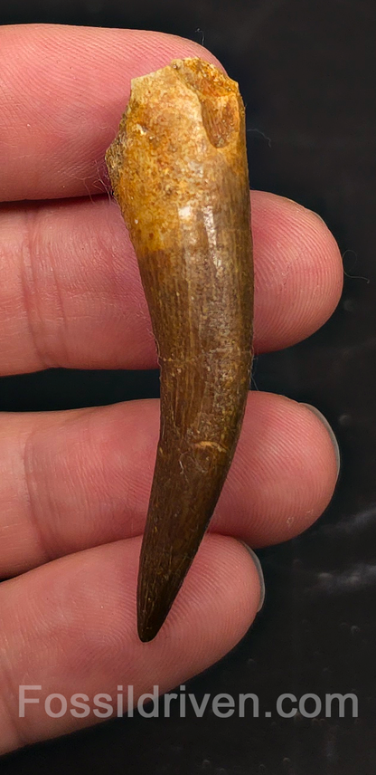 2.19" Fossil Plesiosaur (Zarafasaurus) Tooth - Morocco