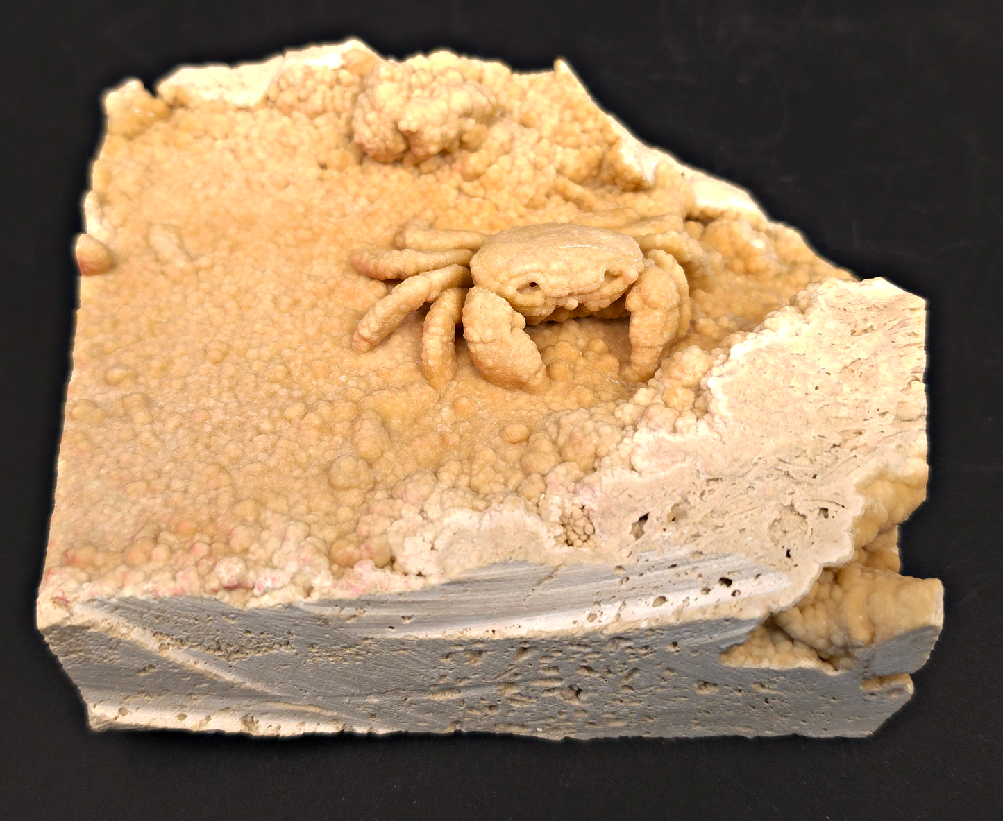 2.78" Fossil Crab (Potamon potamios) in Travertine - Denizli Basin, Turkey