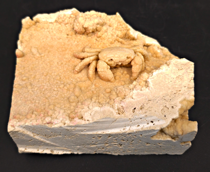 2.78" Fossil Crab (Potamon potamios) in Travertine - Denizli Basin, Turkey