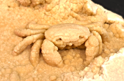 2.78" Fossil Crab (Potamon potamios) in Travertine - Denizli Basin, Turkey