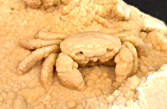 2.78" Fossil Crab (Potamon potamios) in Travertine - Denizli Basin, Turkey