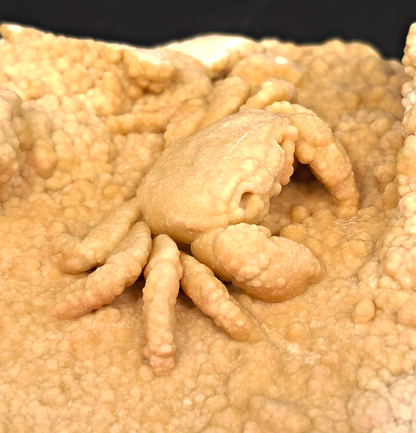 2.78" Fossil Crab (Potamon potamios) in Travertine - Denizli Basin, Turkey