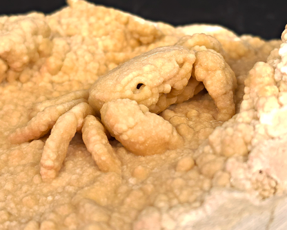 2.78" Fossil Crab (Potamon potamios) in Travertine - Denizli Basin, Turkey