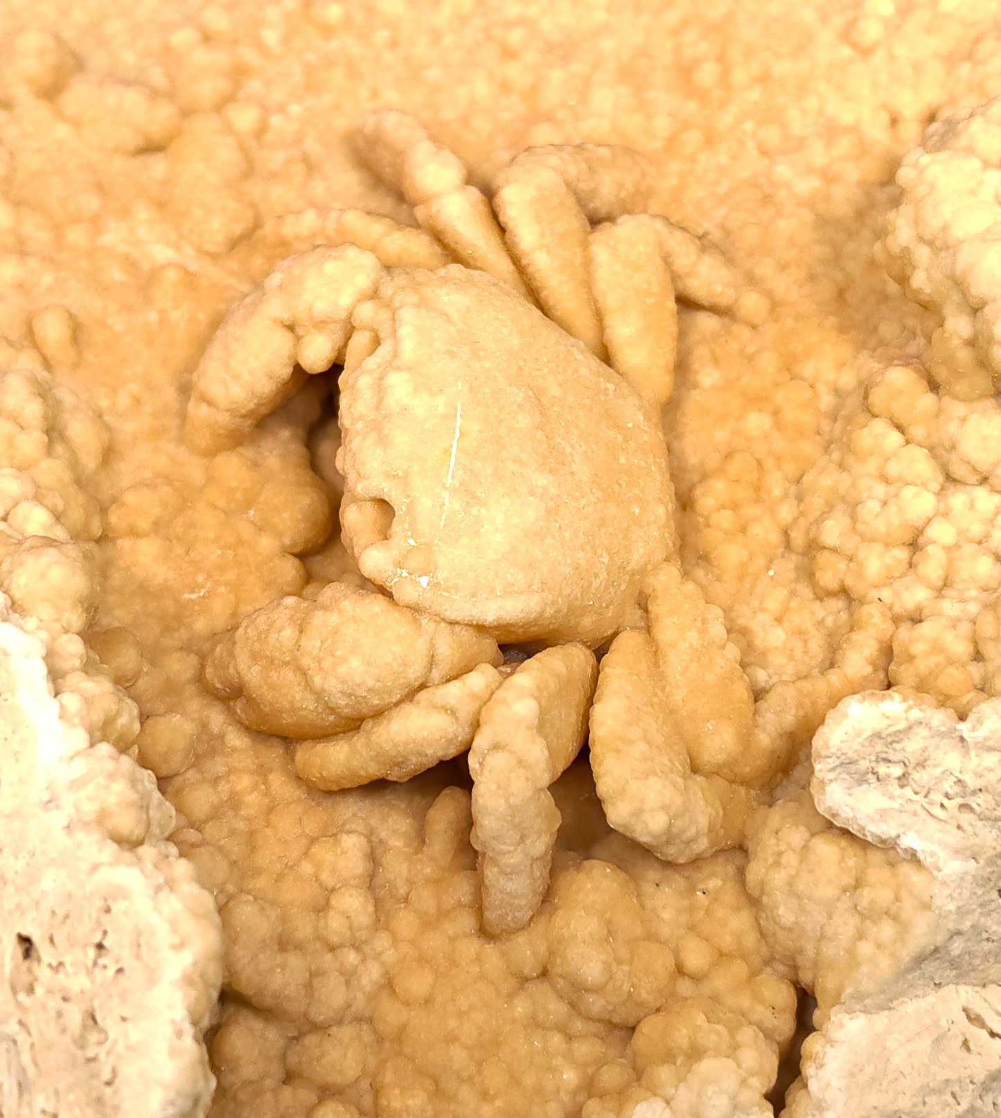 2.78" Fossil Crab (Potamon potamios) in Travertine - Denizli Basin, Turkey
